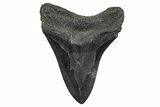 Bargain, Fossil Megalodon Tooth - South Carolina #372380-1